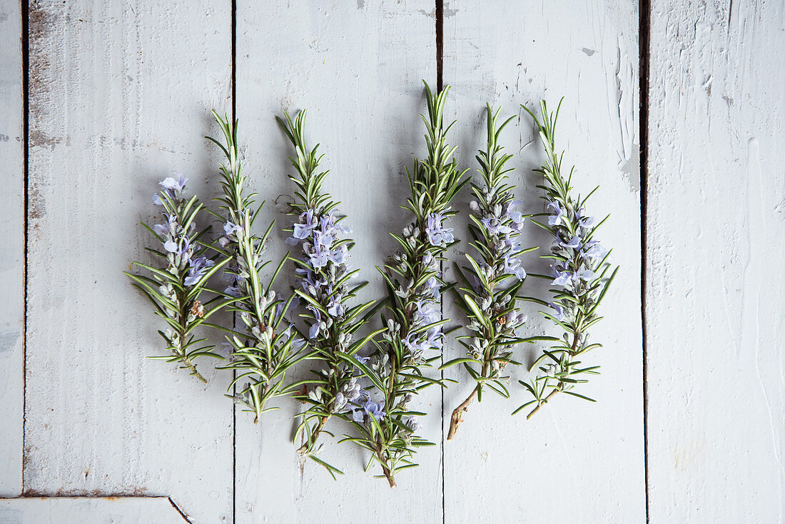 Flowering branches of rosemary