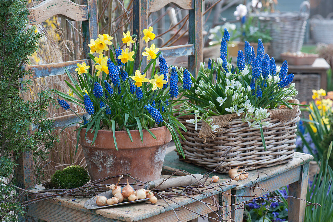 Spring arrangement with daffodils, grape hyacinths and milk star, birch twigs, onions and a hand shovel as decoration