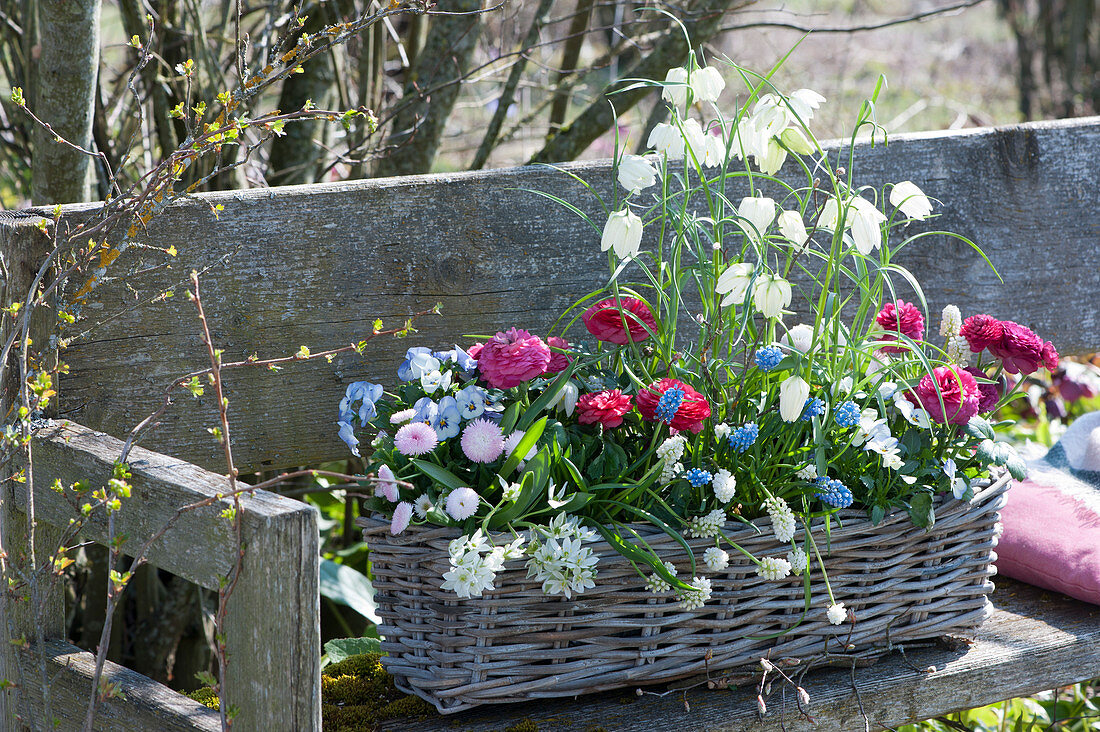 Basket box with white checkerboard flowers, grape hyacinths, ranunculus, star of milk, horned violets and daisies