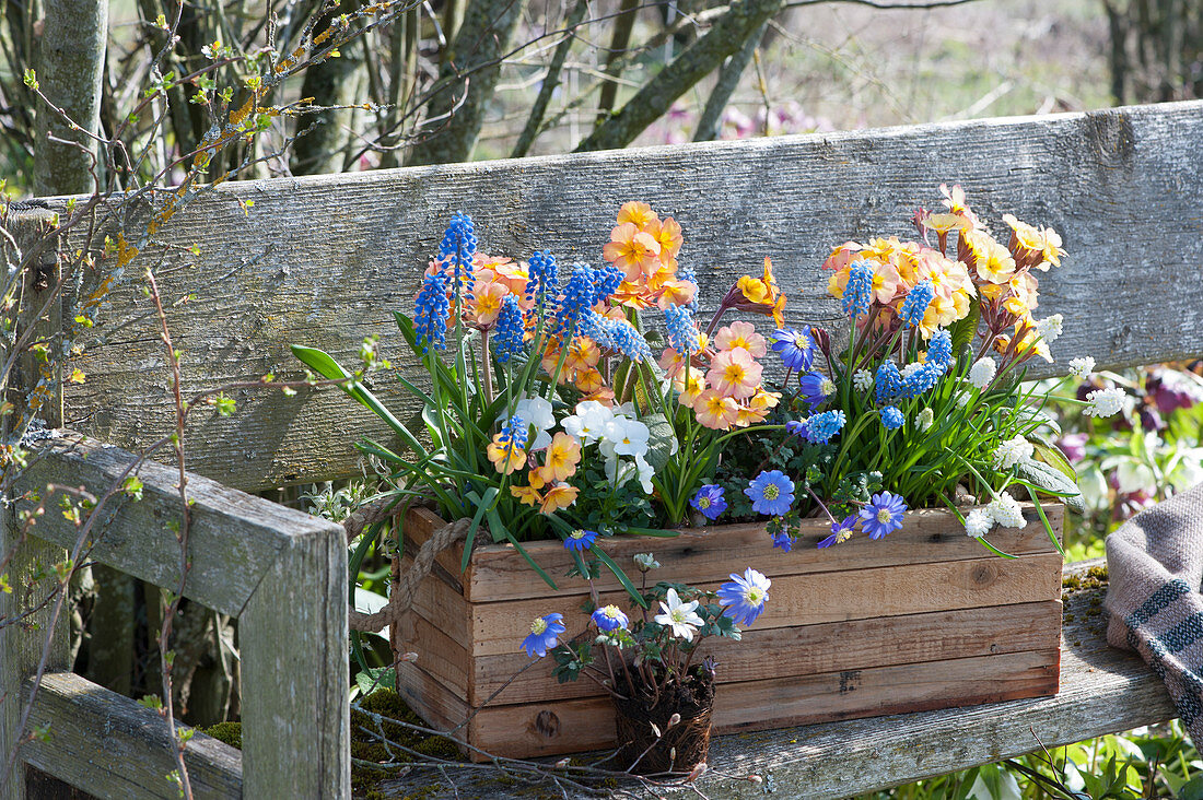 Wooden box with primroses, grape hyacinths, horned violets and ray anemone on bench in the garden