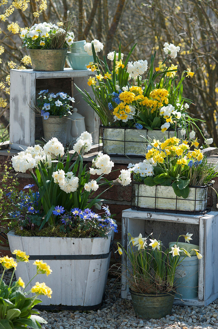 Frühlings-Arrangement : Narzissen, Primeln, Hornveilchen, Traubenhyazinthen und Strahlenanemone