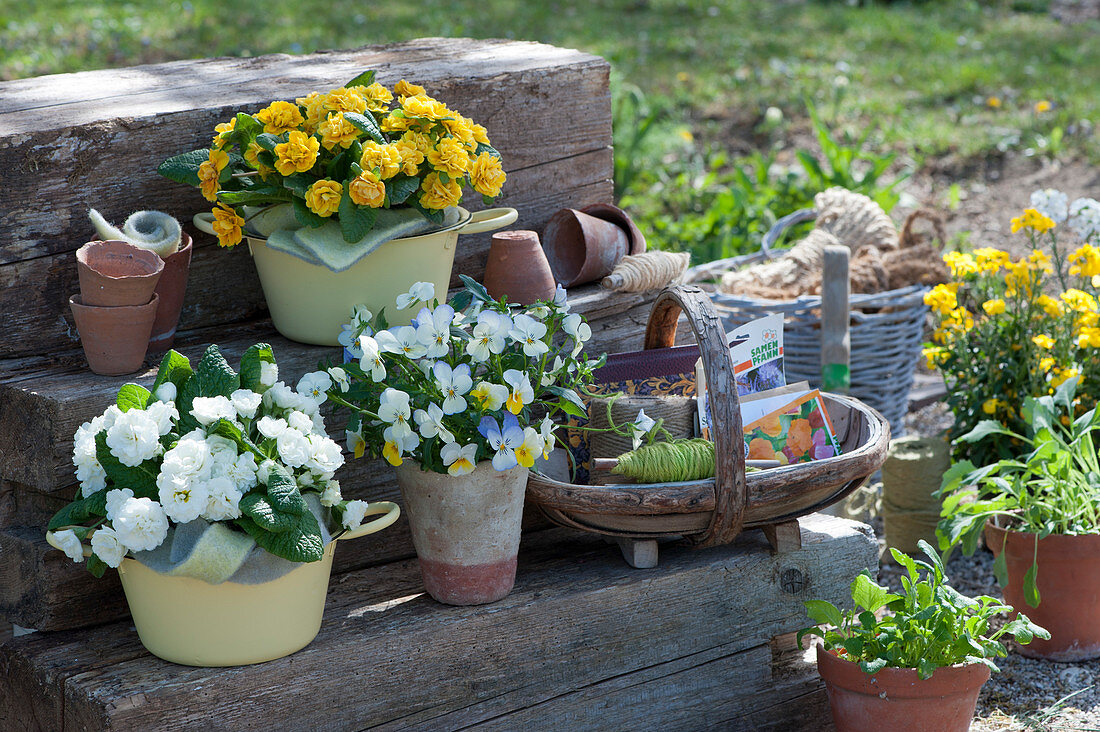 Pot arrangement of primroses Belarina 'Snow' 'Mandarin' and horned violets, basket with spools of thread and seed cones, clay pots with rocket