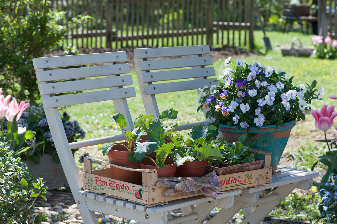 Fruit crate with young plants of vegetables and herbs next to horned violets in hand-made tubs