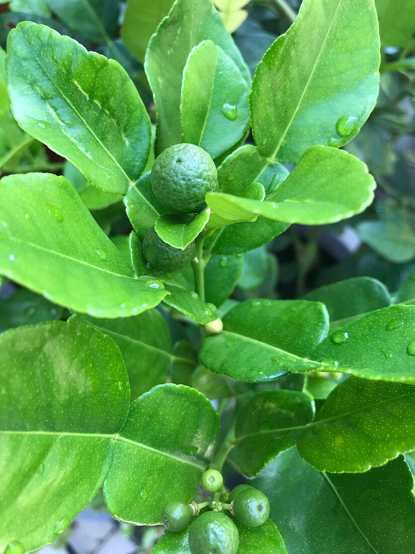 Kaffir limes on a tree