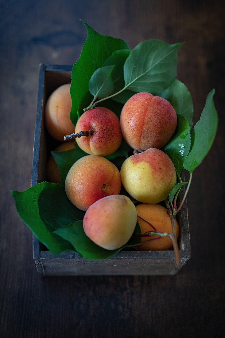 Wachauer Marillen (Wachau apricots) with leaves in a wooden crate