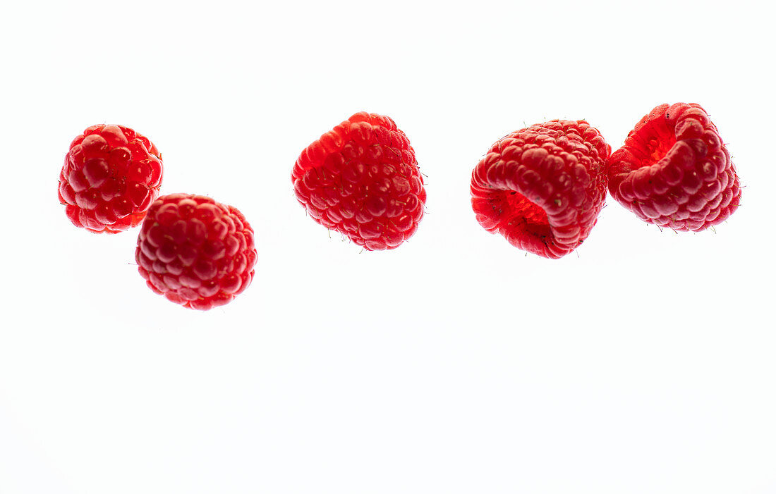 Five raspberry illuminated from behind