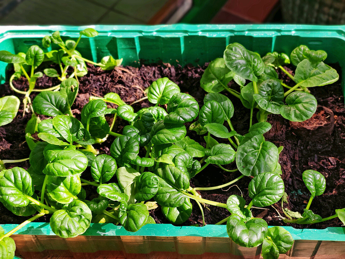 Young pak choi plants in a planter