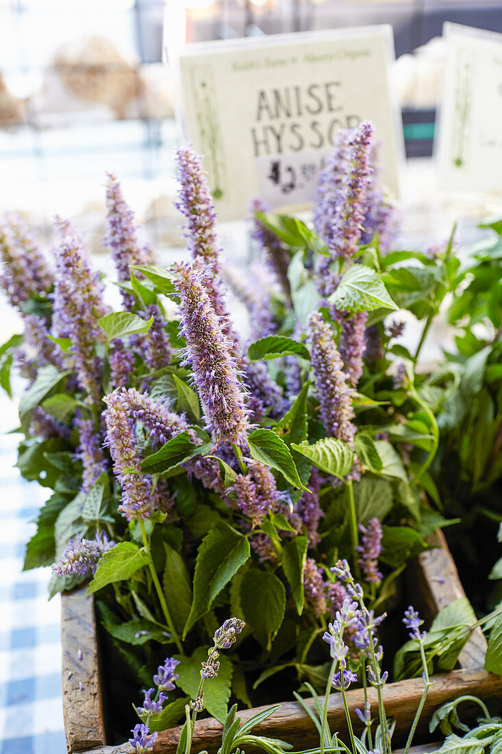 Anis-Duftnessel (Agastache foeniculum), für Tee mit Lakritzgeschmack