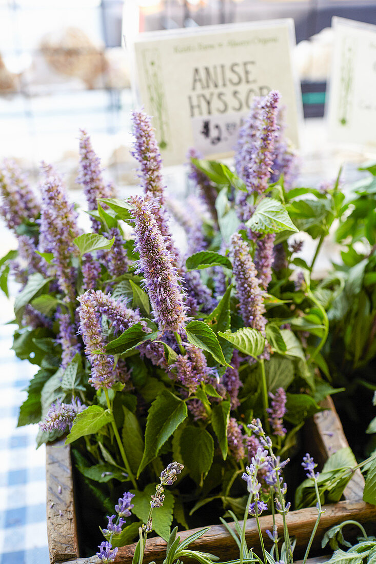 Edible flowers-Anise Hyssop, a licorice flavored flower used to make tea