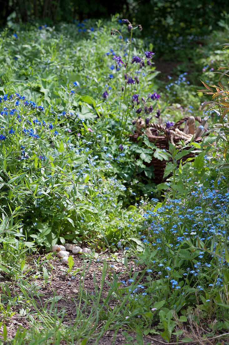 Blaue Frühlingsblumen im Garten: Vergißmeinnicht, Steinsame und Akelei