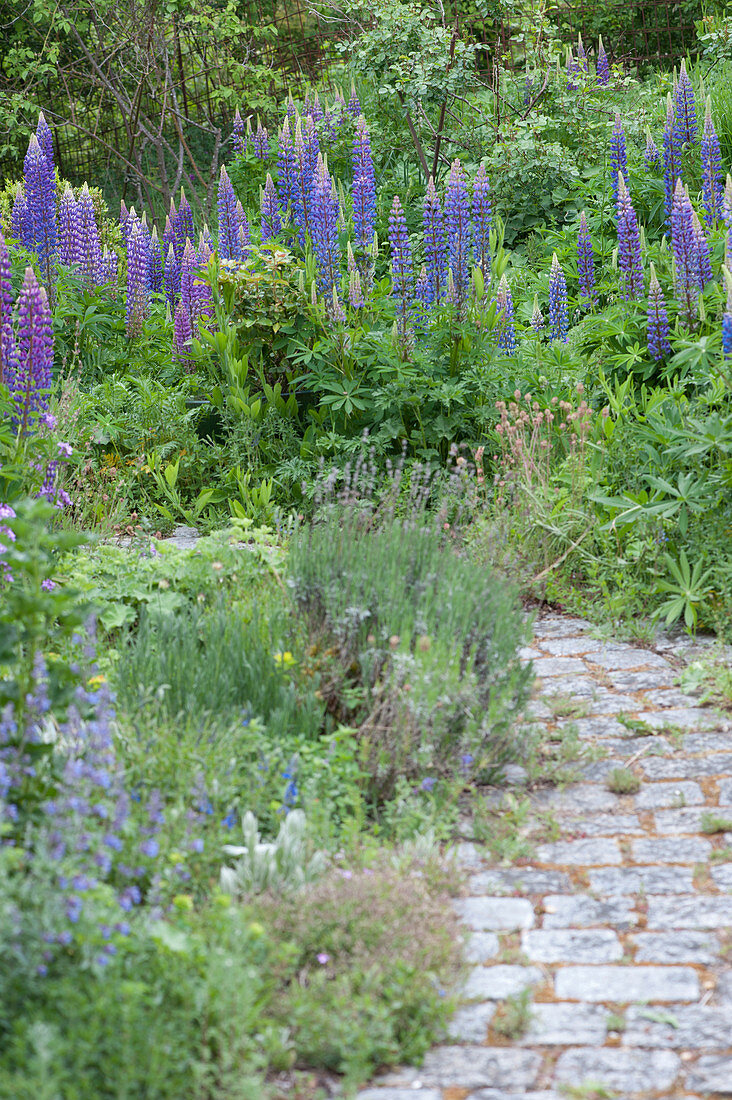 Blooming lupins in the garden