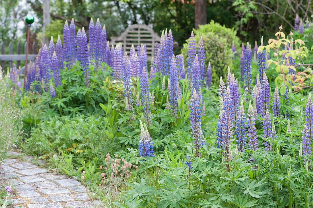 Blooming lupins in the garden