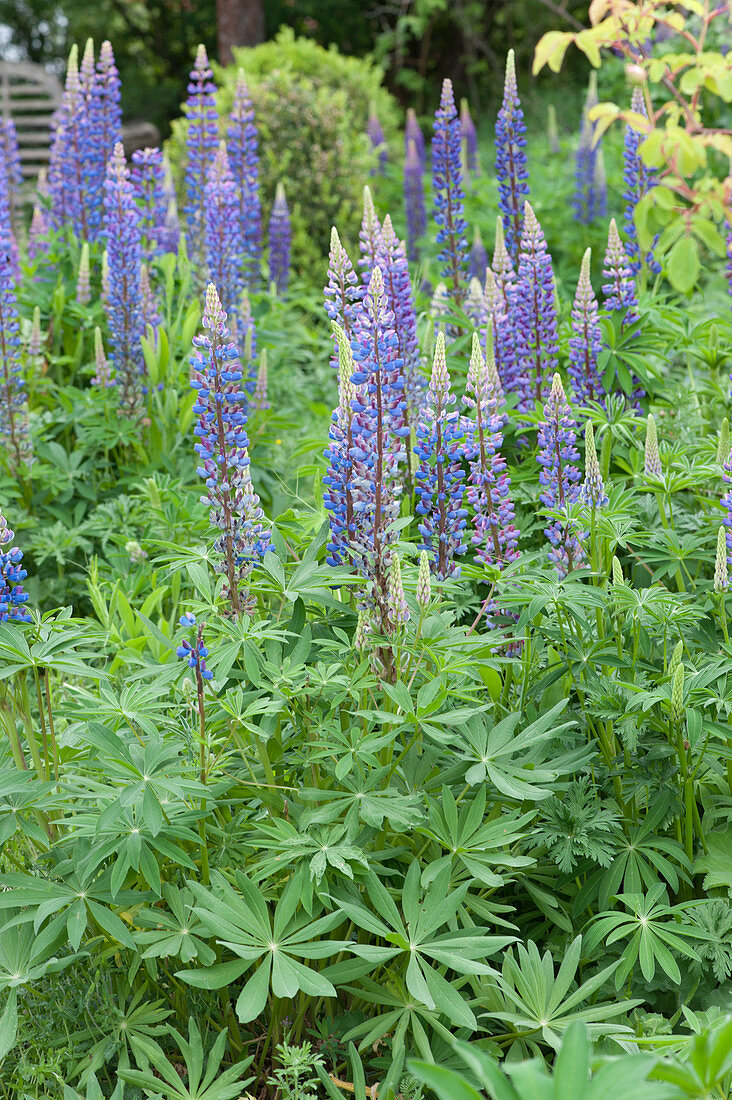 Blooming lupins in the garden