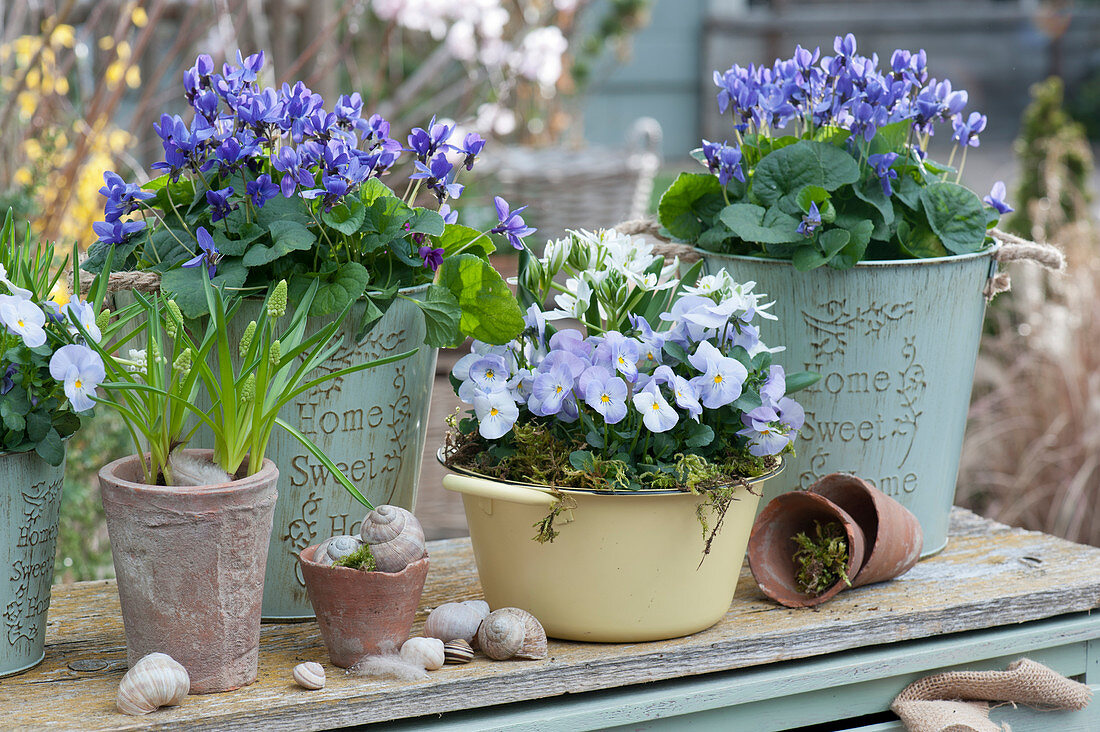 Spring decoration with fragrant violets, grape hyacinth, horned violets and star of milk, empty snail shells as decoration