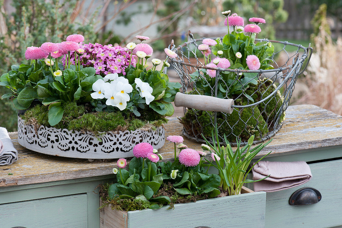 White metal tray, wire basket and drawer with a daisy, horned violet and moss saxifrage embedded in moss