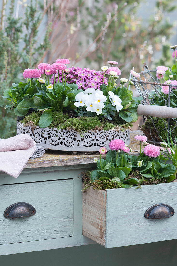 White metal tray and drawer with thousand bones, horned violets and moss saxifrage embedded in moss