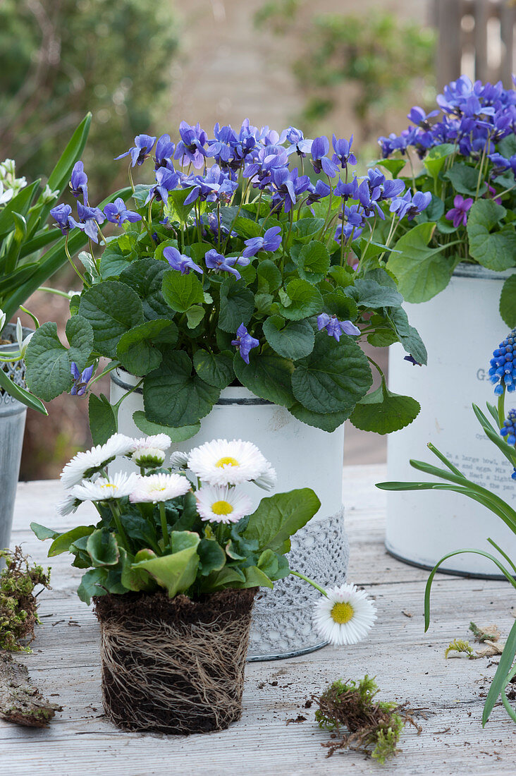 Scented violets in a tin can and daisies without a pot