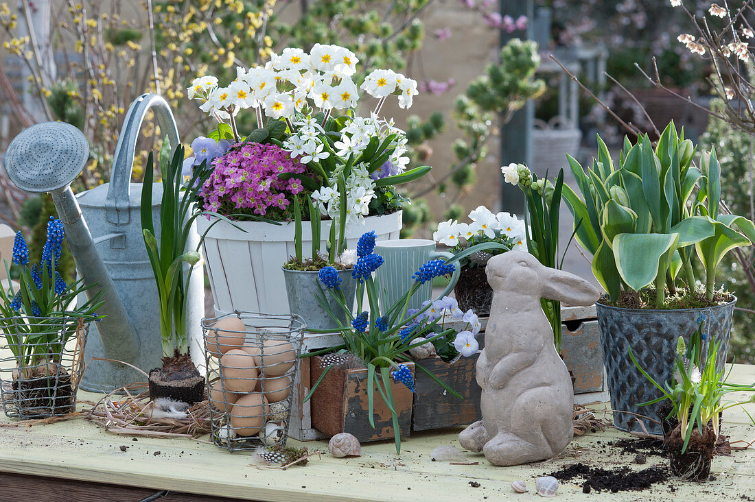 Pot with primroses, milk star, moss saxifrage and horned violets, grape hyacinths in a wooden drawer and wire basket, Easter eggs, Easter bunny, budding daffodils and tulip 'Toplips'