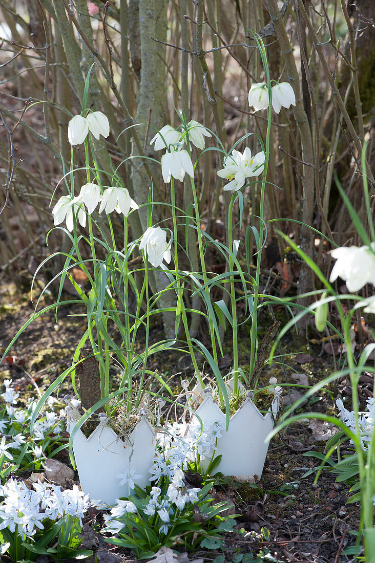 Weiße Schachbrettblumen in Kronentöpfen zwischen Milchstern im Garten