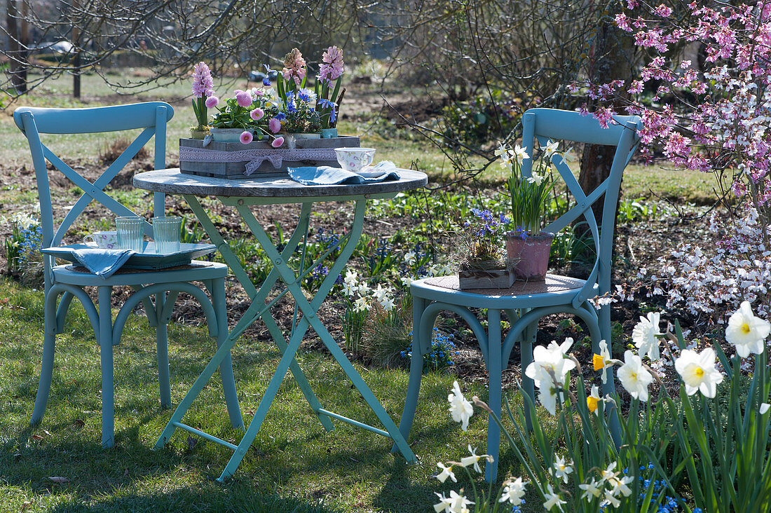 Kleine Sitzgruppe im Frühlingsgarten, Töpfe mit Hyazinthen, Tausendschön, Narzissen 'Toto' und Strahlenanemone