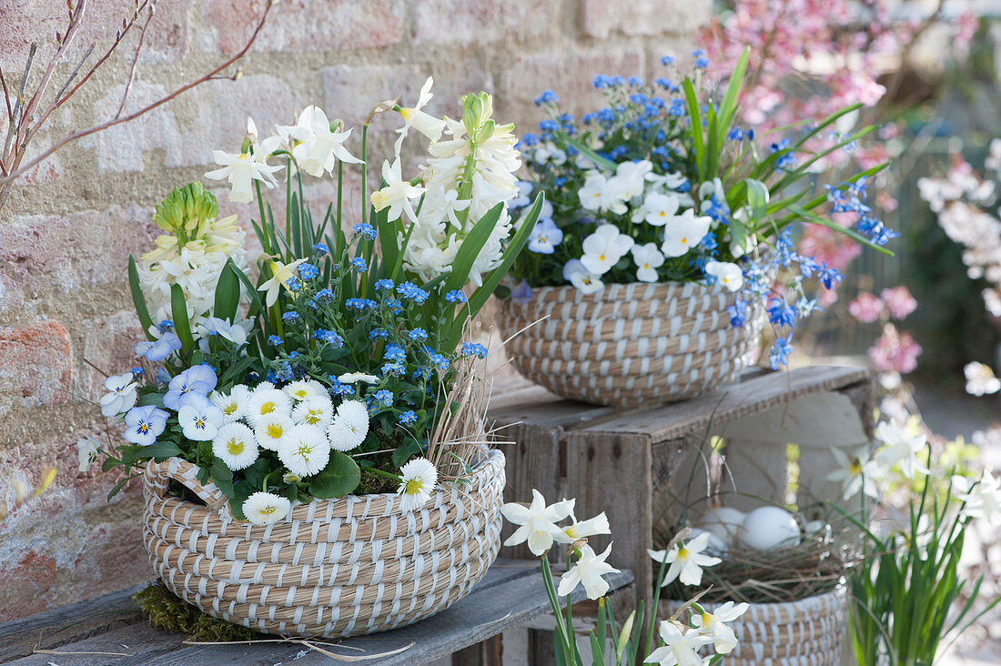 Baskets with daisies, forget-me-nots, hyacinths, daffodils, horned violets and squill, Easter basket with Easter eggs
