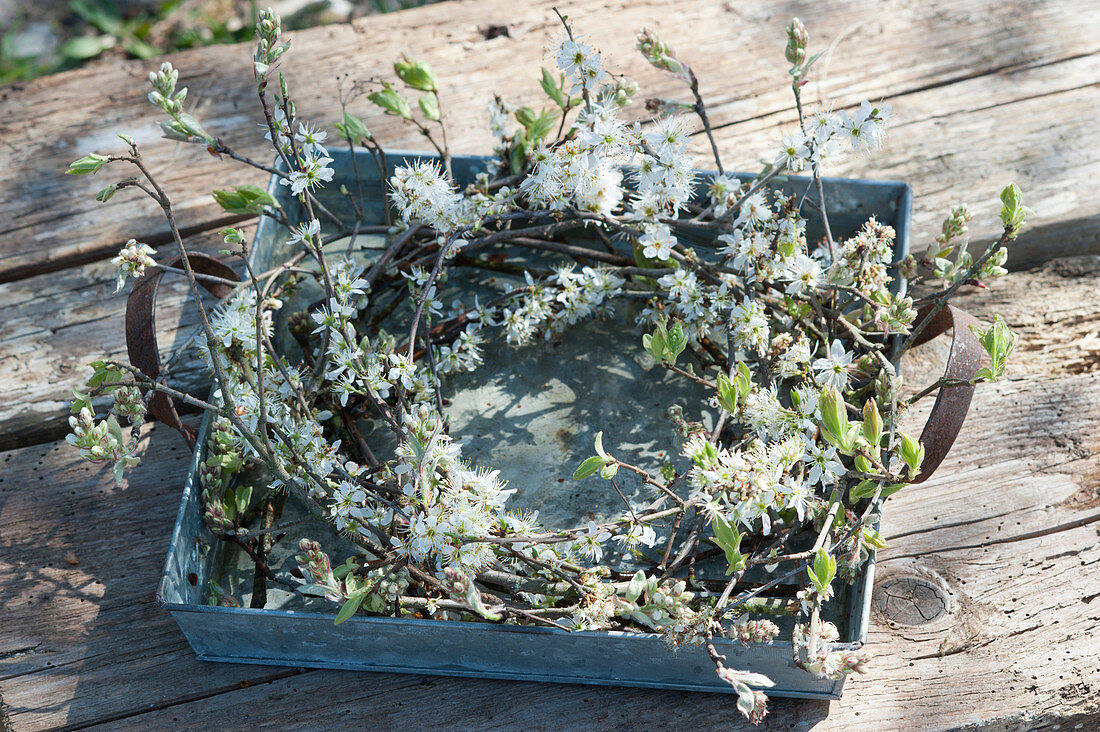 Sloe branches wreath on zinc tray