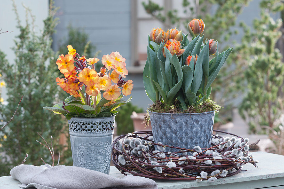 Tulip 'Orange Princess' and Primrose 'Goldnugget Apricot' in zinc pots, wreath made from kitten willow