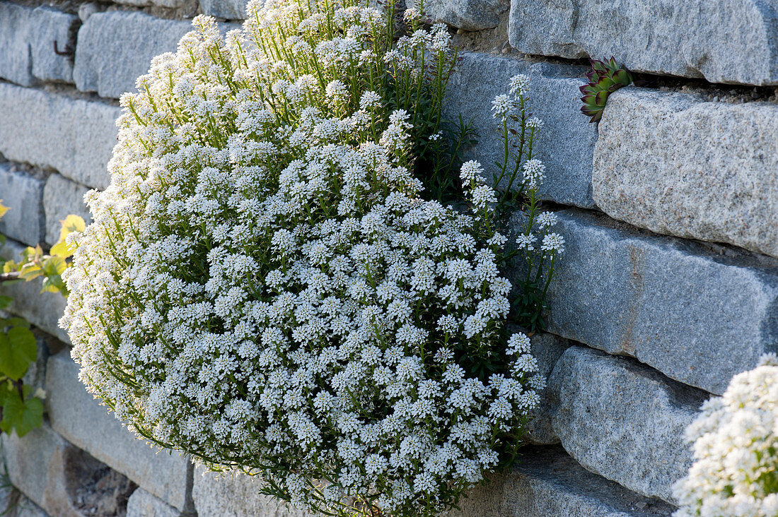 Schleifenblume in Trockenmauer