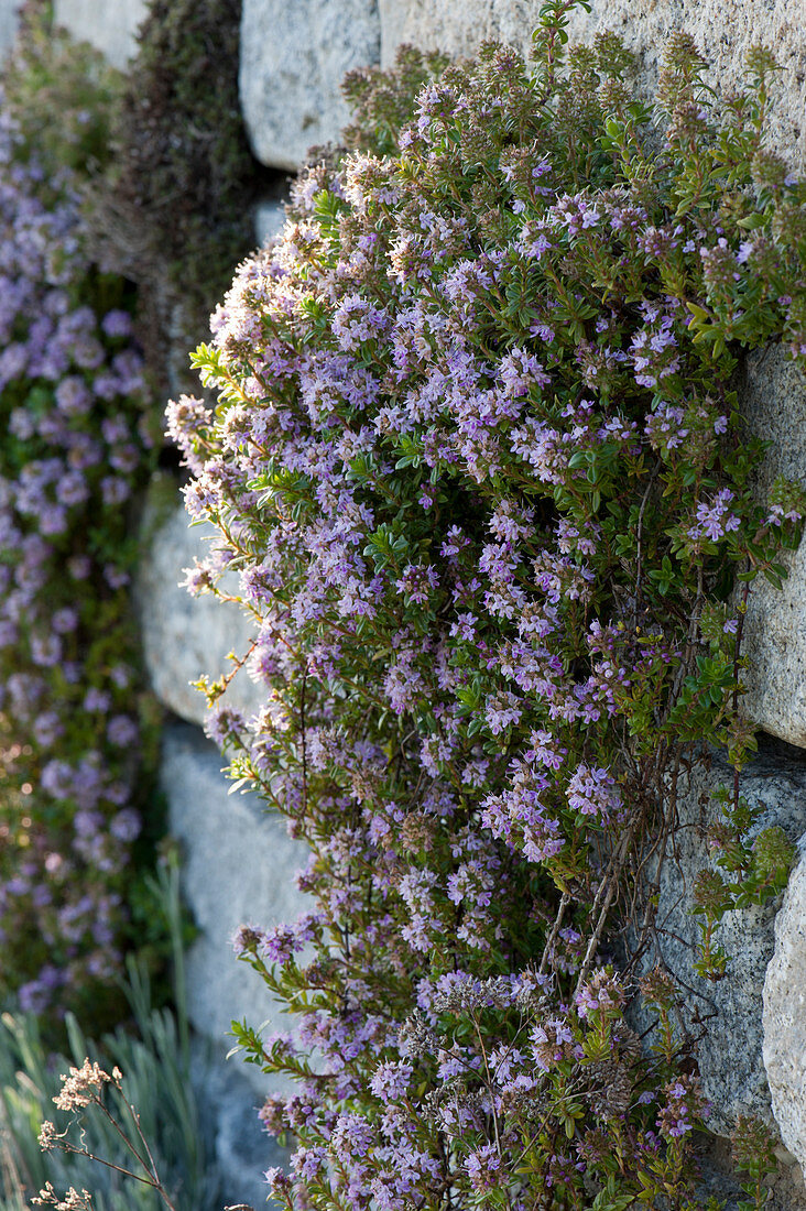 Flowering sand thyme in dry stone wall