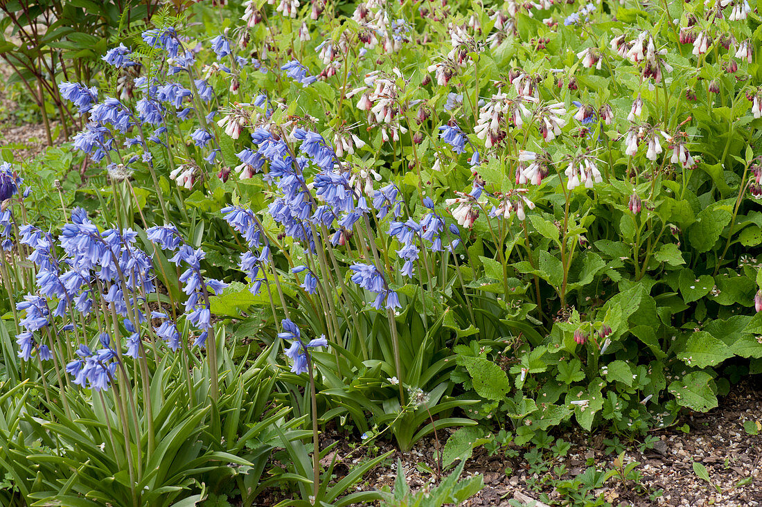 Hare bells and comfrey in the bed