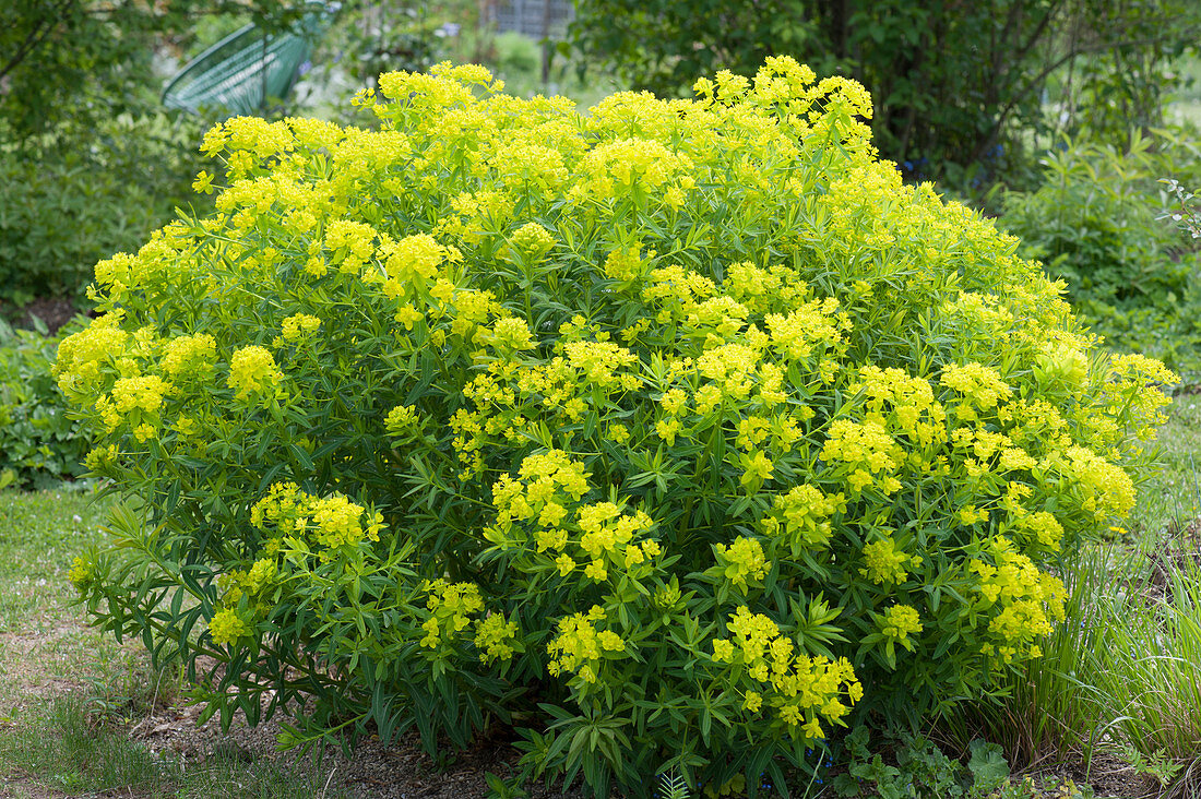 Blooming Euphorbia polychroma in the garden