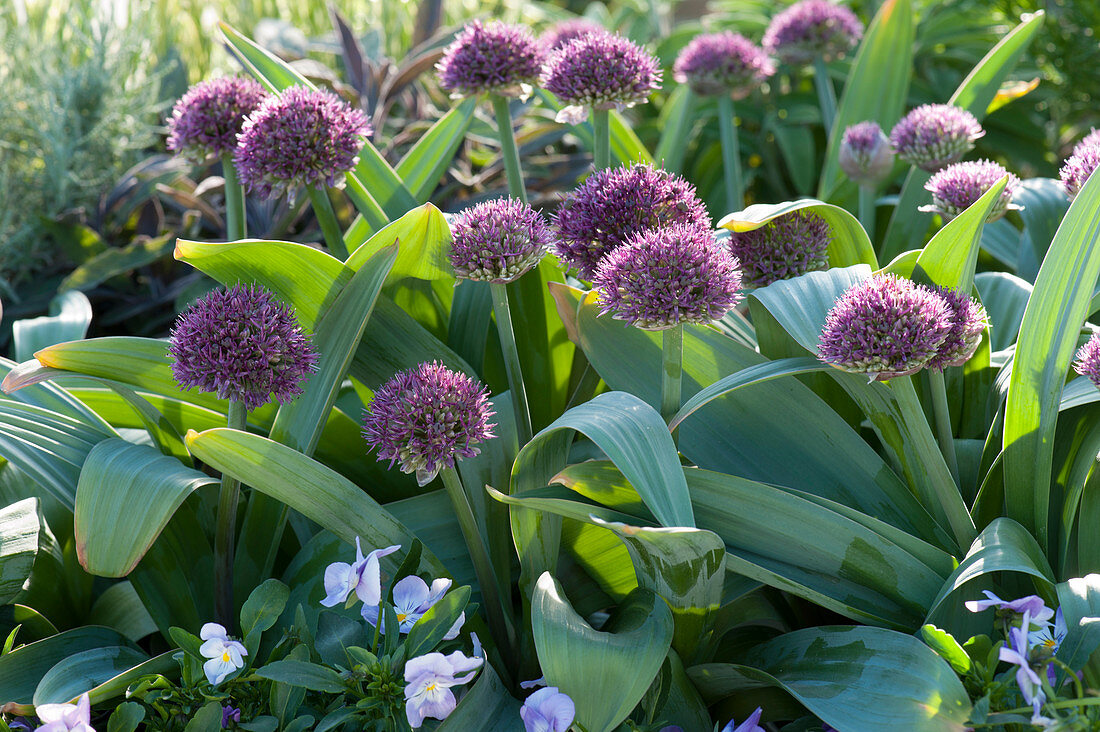 Ornamental onion 'Ostara' is a new interesting cross between Allium karataviense x Allium atropurpureum and flowers in early summer