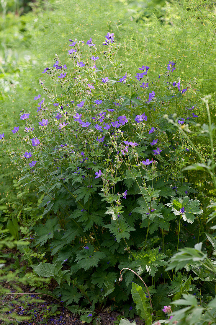 Cranesbill 'Rozanne'