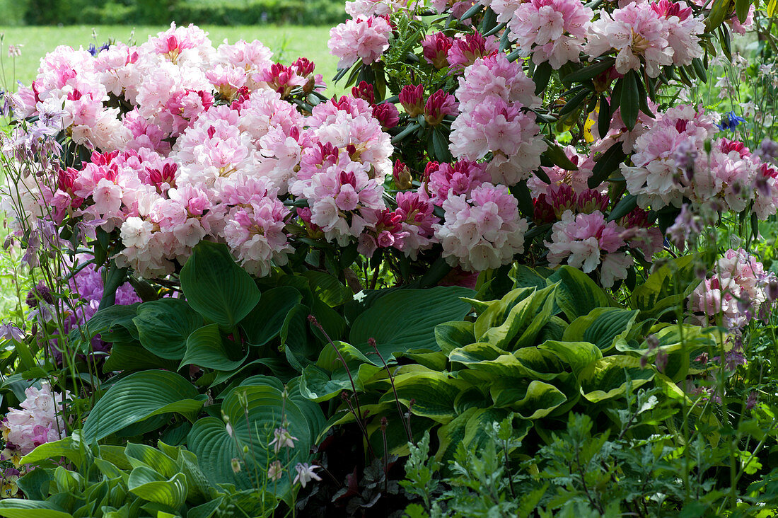 A shady bed with rhododendron 'Silberwolke', hostas and columbines