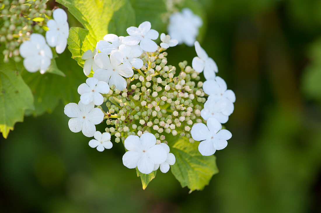 Blüte vom gewöhnlichen Schneeball