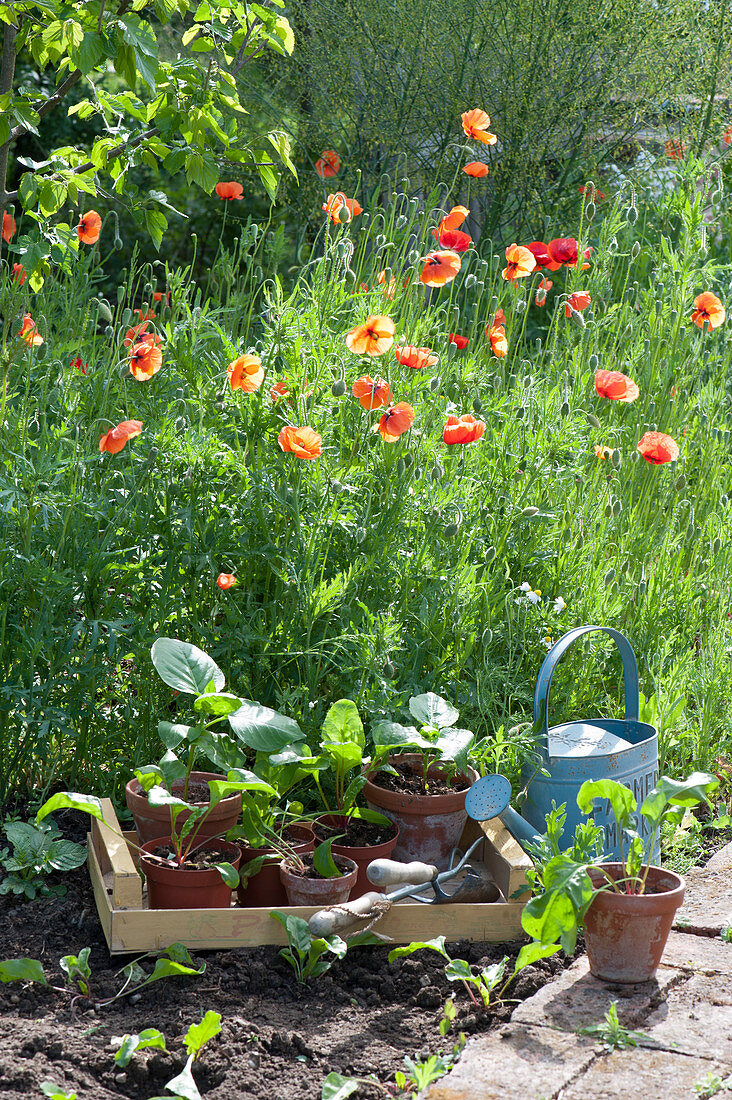 Fruit steps with young plants on the bed with blooming poppies