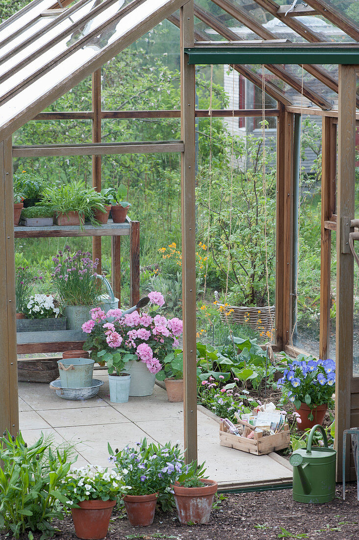 View into the open greenhouse, horned violet 'Blue Moon' and box with seeds, flowering geranium