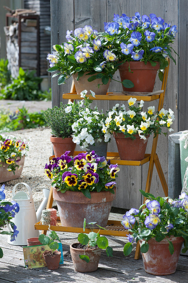 Flower staircase with horny violets 'Blue Moon' 'Etain' 'Sunny Side Up' 'White', pansy 'Yellow with Purple Wing', thyme and young plants of nasturtium