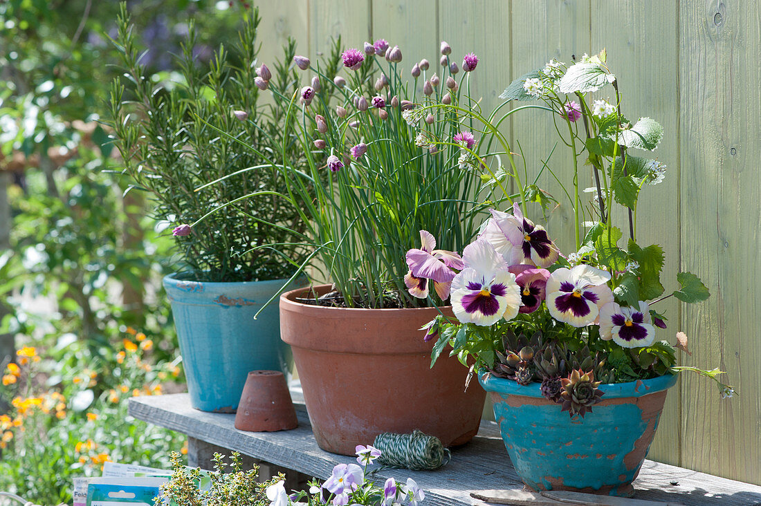 Pots with pansies, chives, rosemary, garlic mustard and houseleek