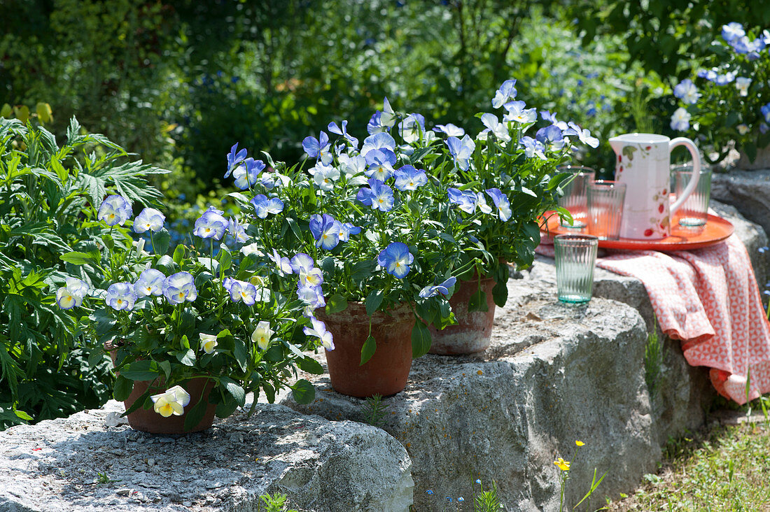 Clay pots with horned violets 'Blue Moon' on the garden wall, tray with jug and glasses