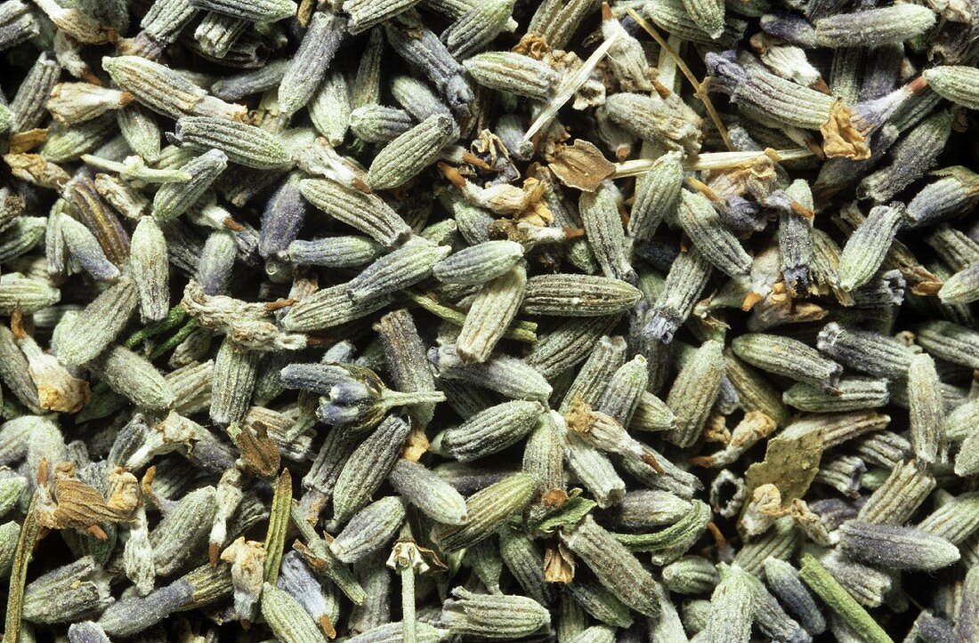 Dried lavender flowers