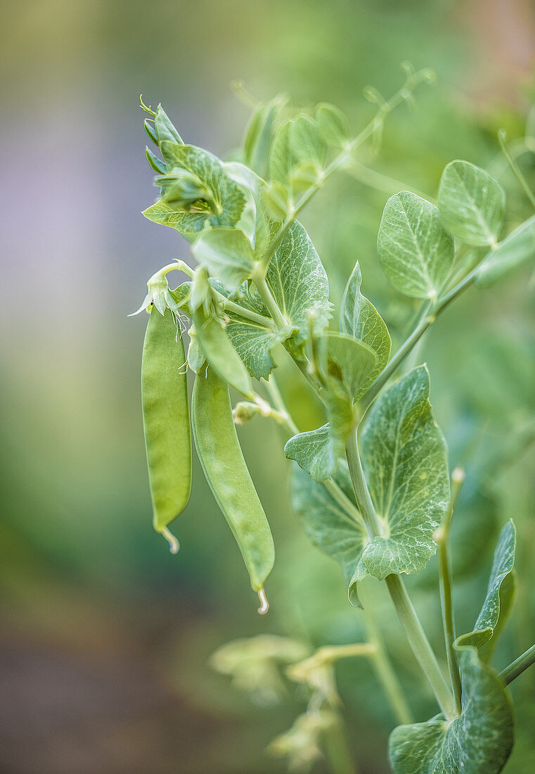 Zuckerschoten im Garten