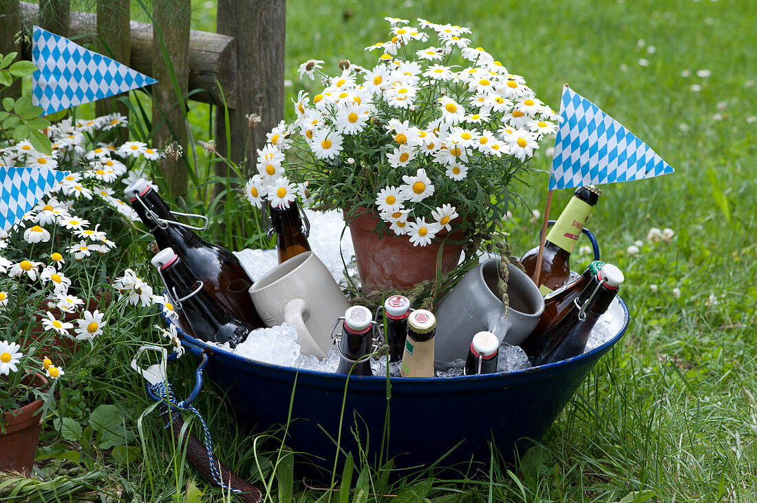 Beer bottles and mugs in bowl with ice cubes, pot with daisy, Bavarian pennants as decoration