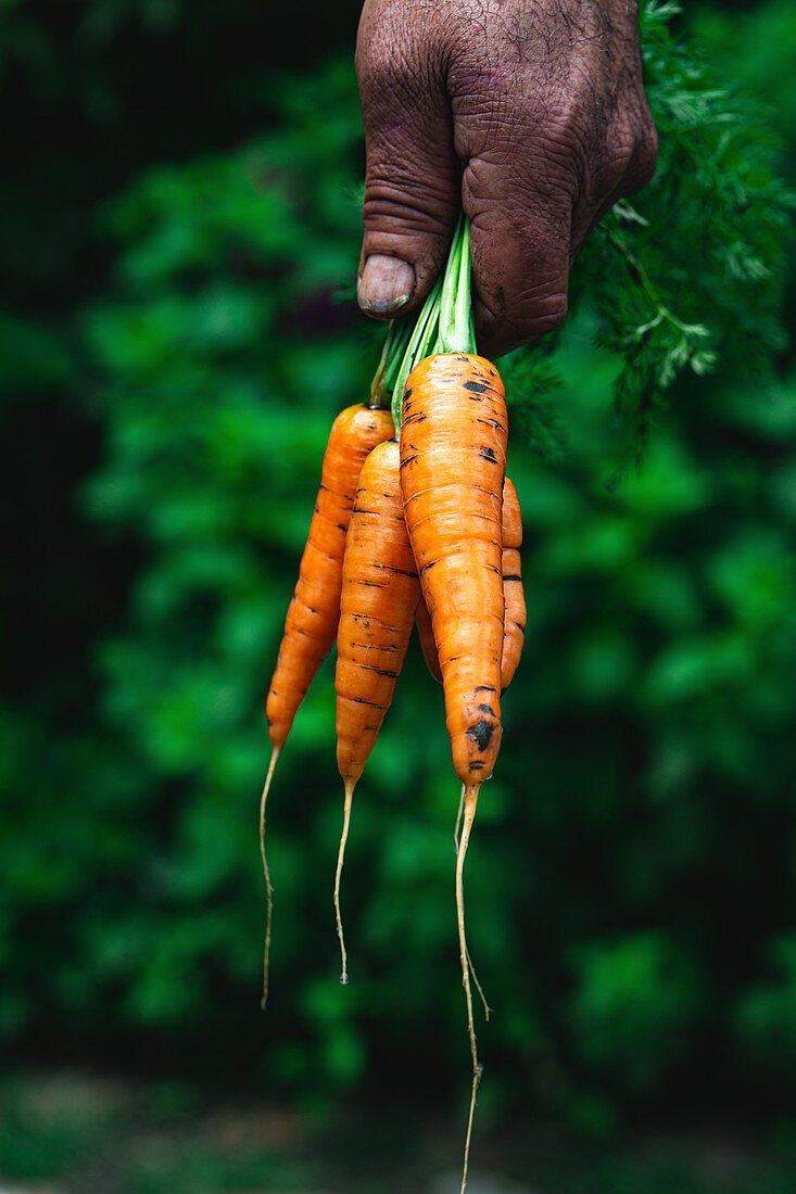 Hand hält frisch geerntete Karotten