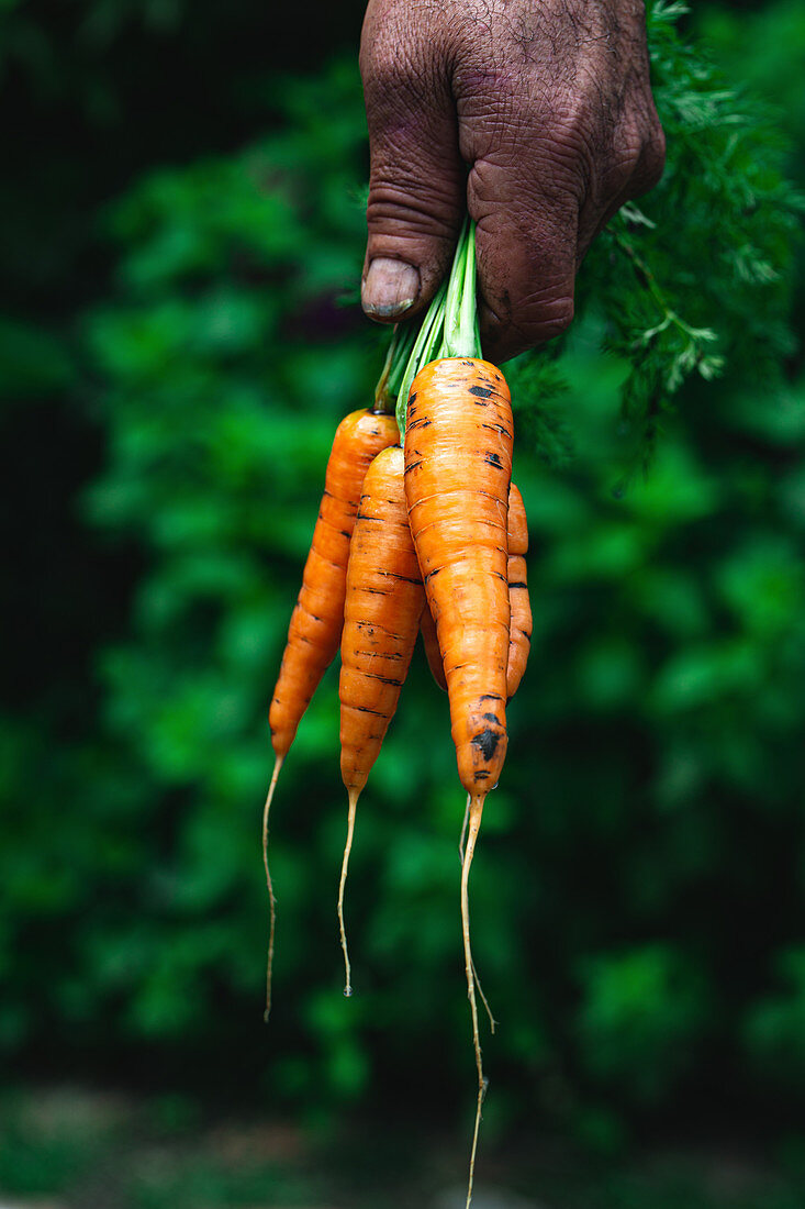 Old gardener holding carrots