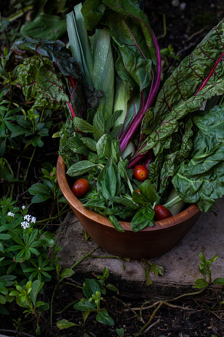 A wooden bowl filled with vegetables and herbs in the garden - rainbow swiss chard, leeks, tomatoes, mint and basil