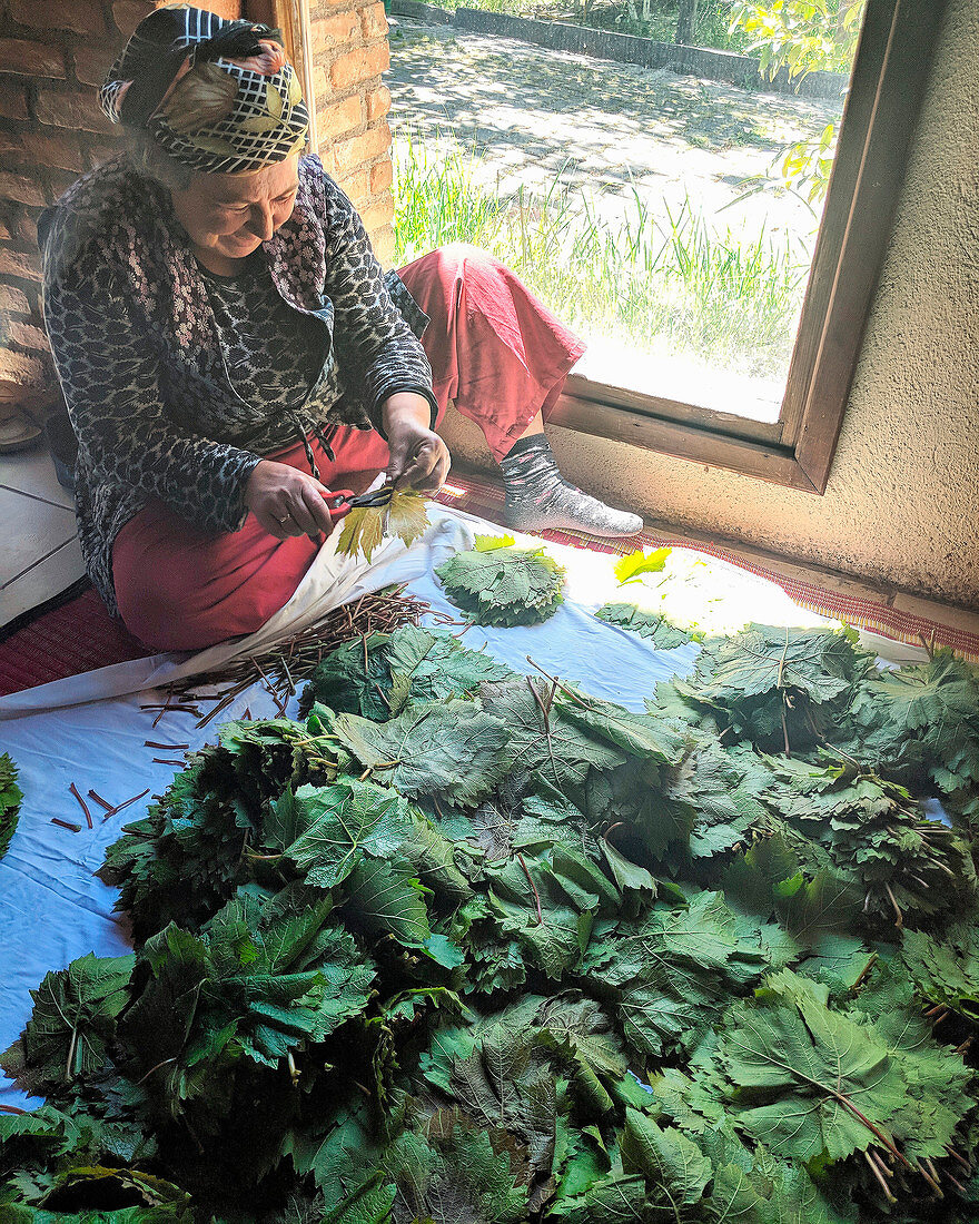 A woman cuts dried vine leaves