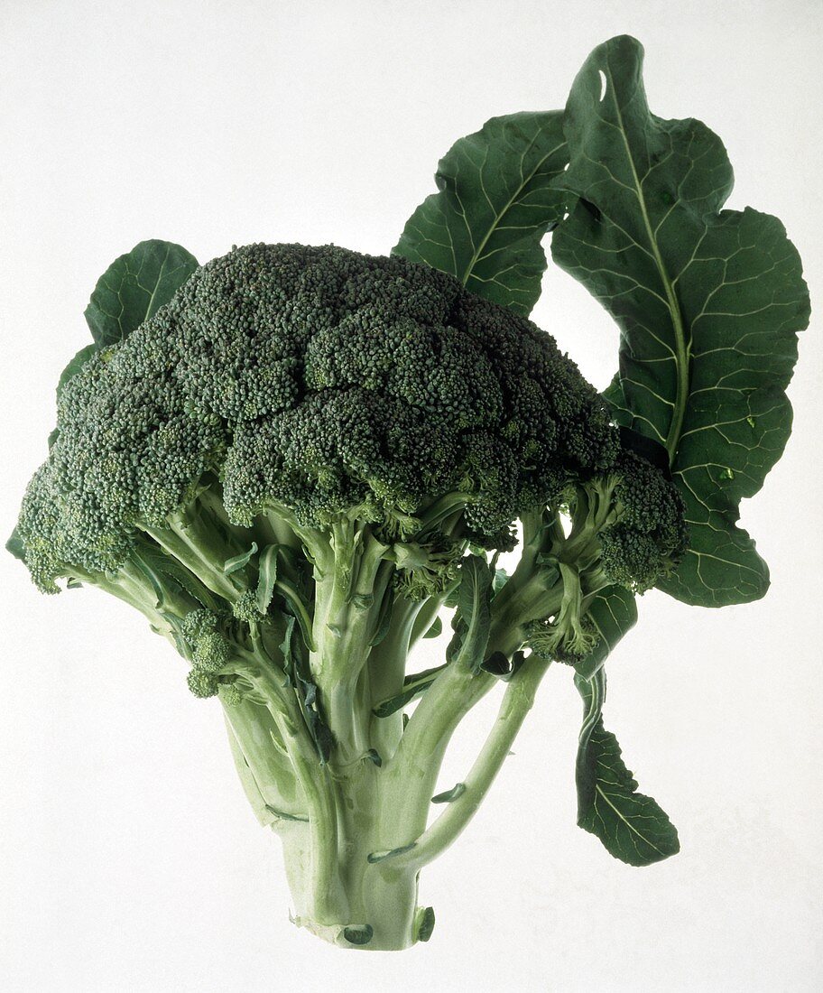 A Single Broccoli Crown
