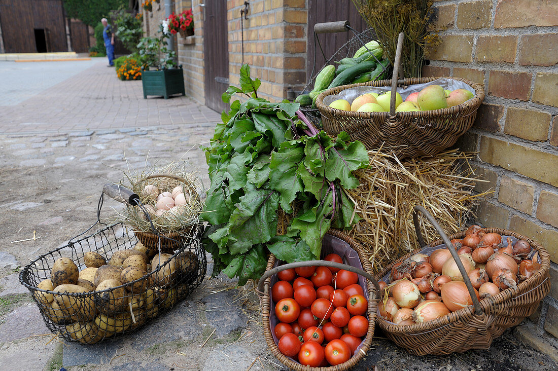 Organic vegetables and apples in baskets on a farm