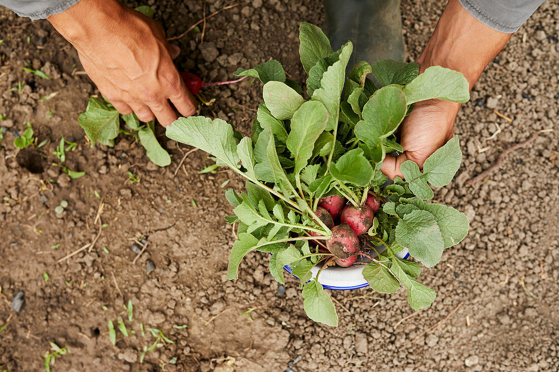 Freshly picked radishes